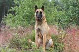 MALINOIS 524